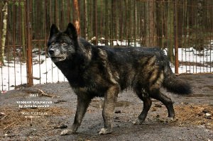 Гибрид волка и овчарки