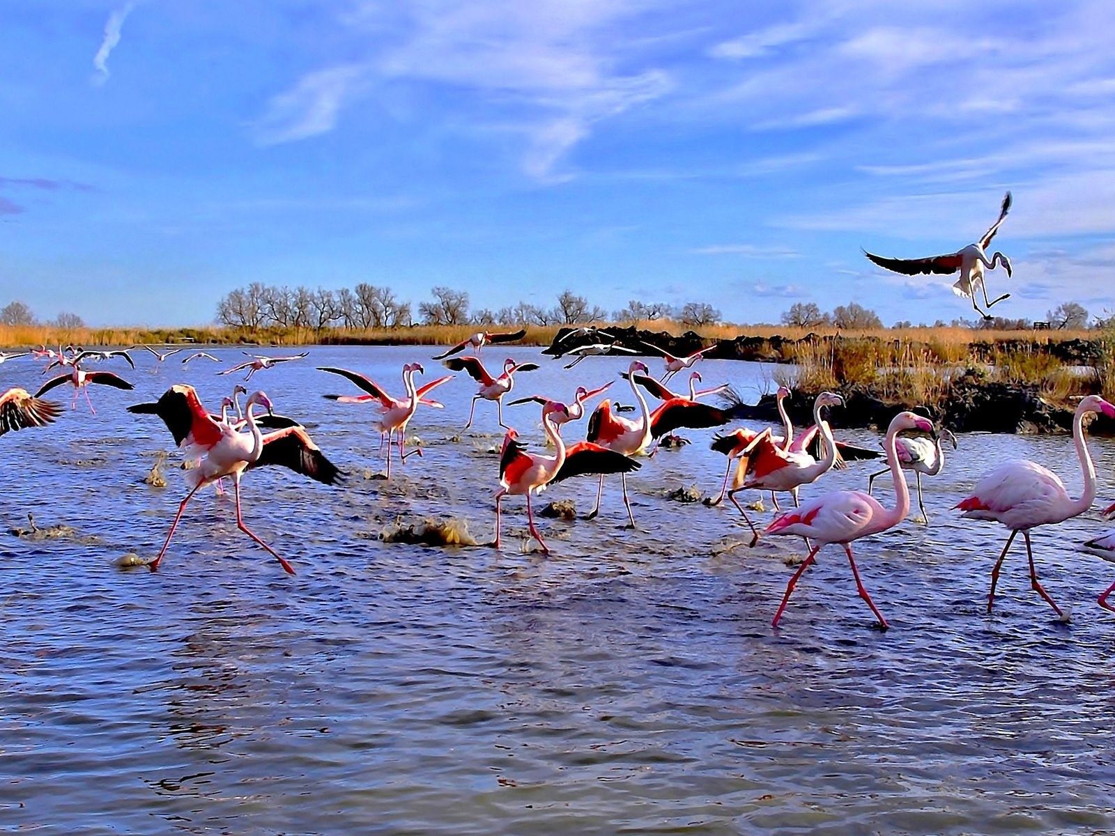 Фламинго На Озере