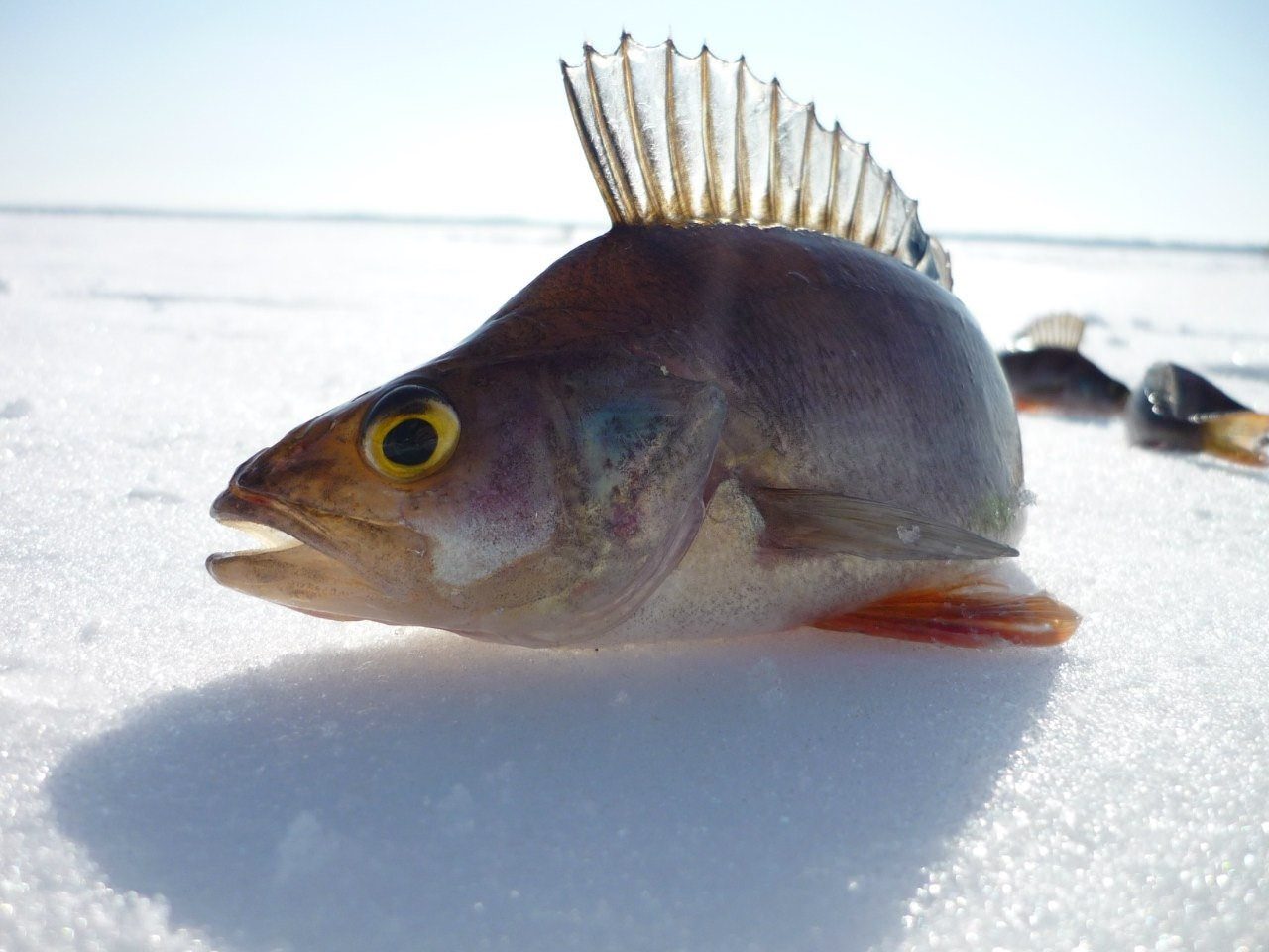 Рыба снежная фото и описание