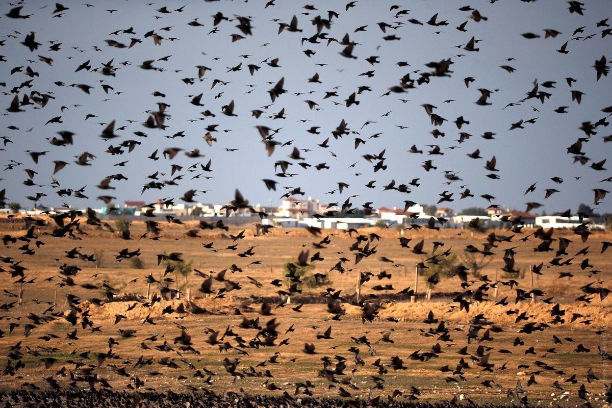 Куча птиц. Миграция Скворцов. Стая светлогрудых Дроздов. Стаи Скворцов в Израиле. Миграция птиц на Юг.