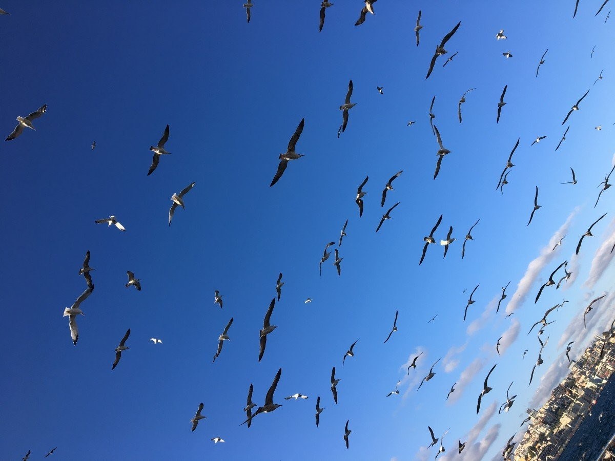 Миграция птиц. Мигрирующие птицы. Косяк птиц над морем. Обитатели неба.