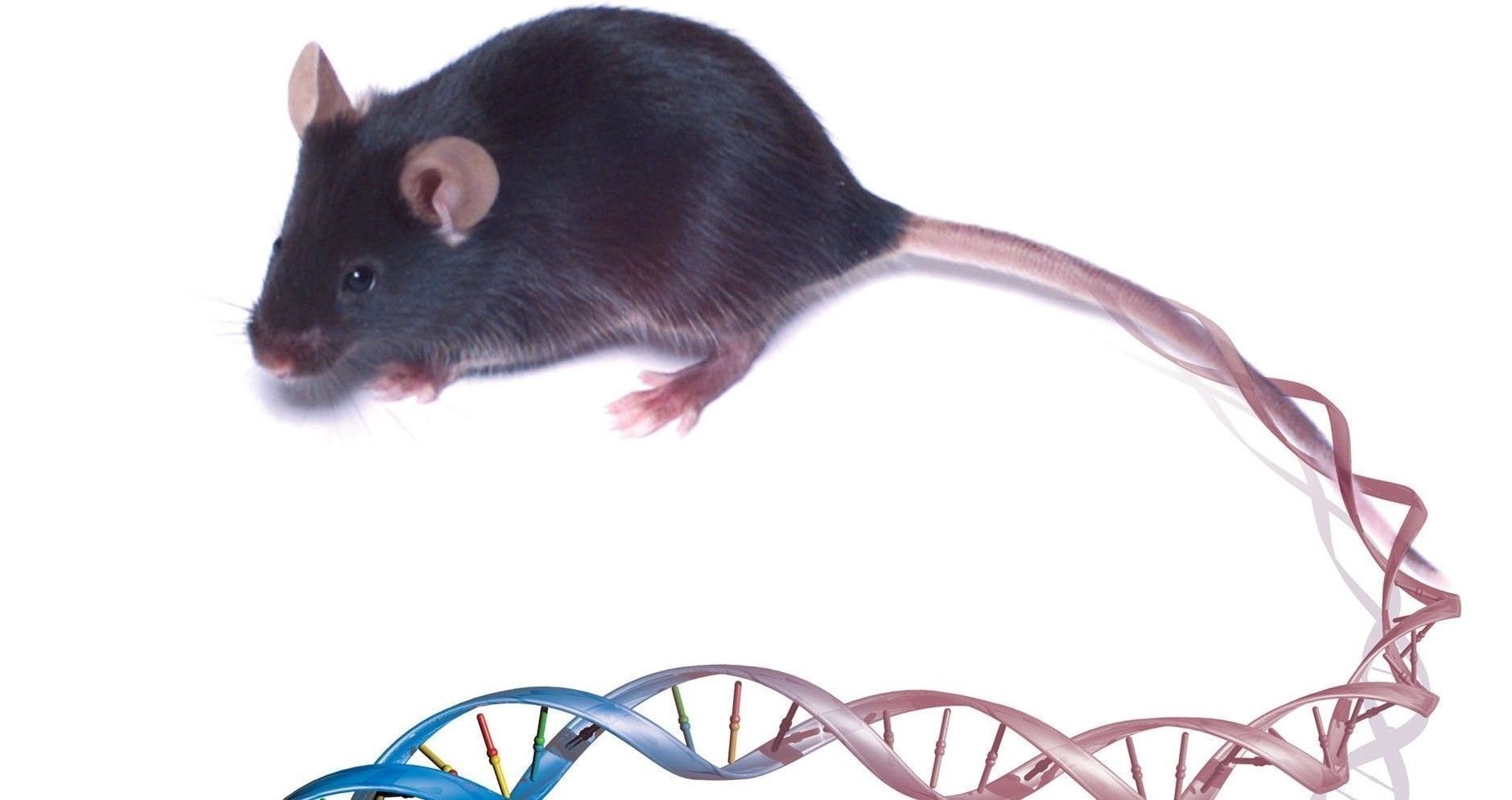 Ген хомяков. Генетика мышей. Лабораторные мыши. Клонирование мышей. Гены мыши.