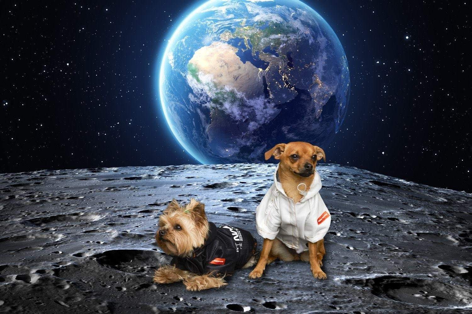 Какая собака была первая в космосе. Собаки в космосе. Собакака в космосе. Щенок в космосе. Планета собак.
