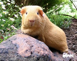 Самая большая морская Свинка в мире