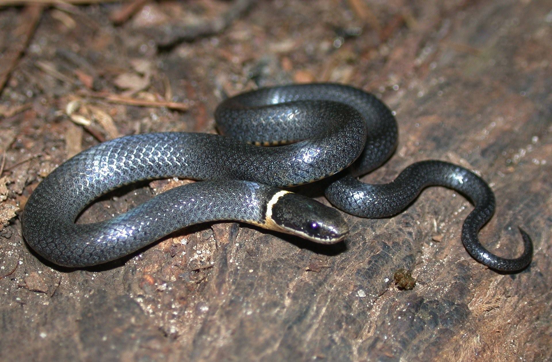 Черная змея с желтыми пятнами на голове название фото