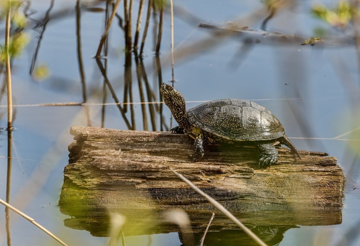 Черепахи в ростовской области фото и описание