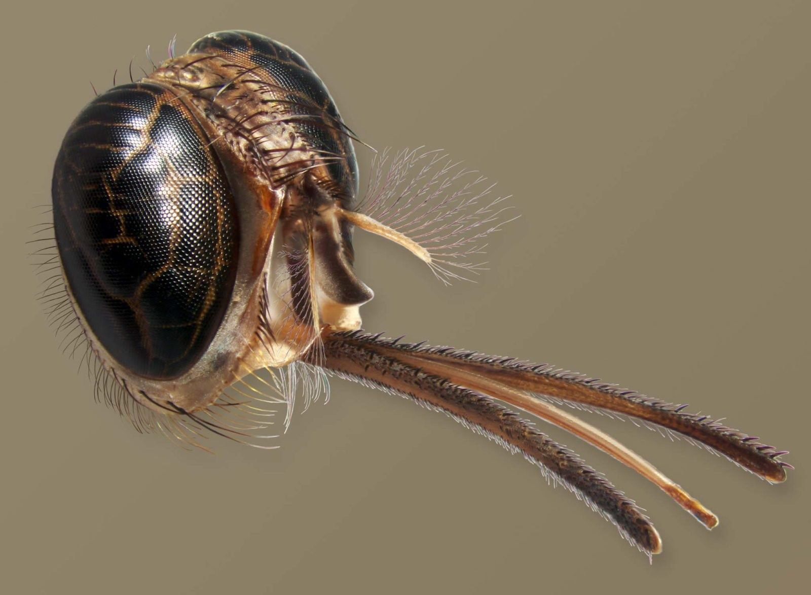 Хоботок комара под микроскопом