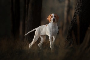 Английский пойнтер собака