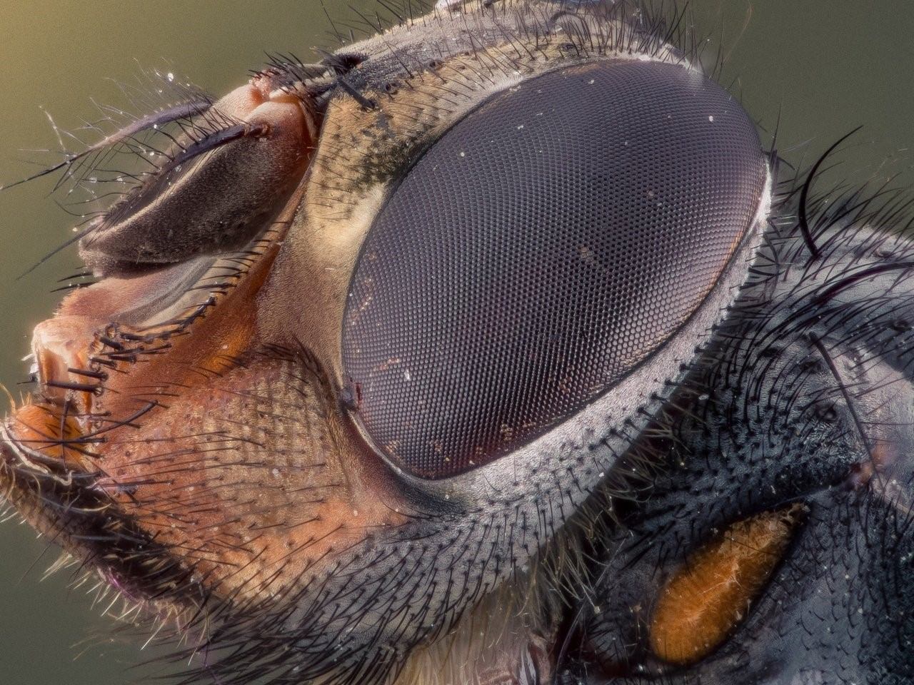Глаз мухи под микроскопом фото