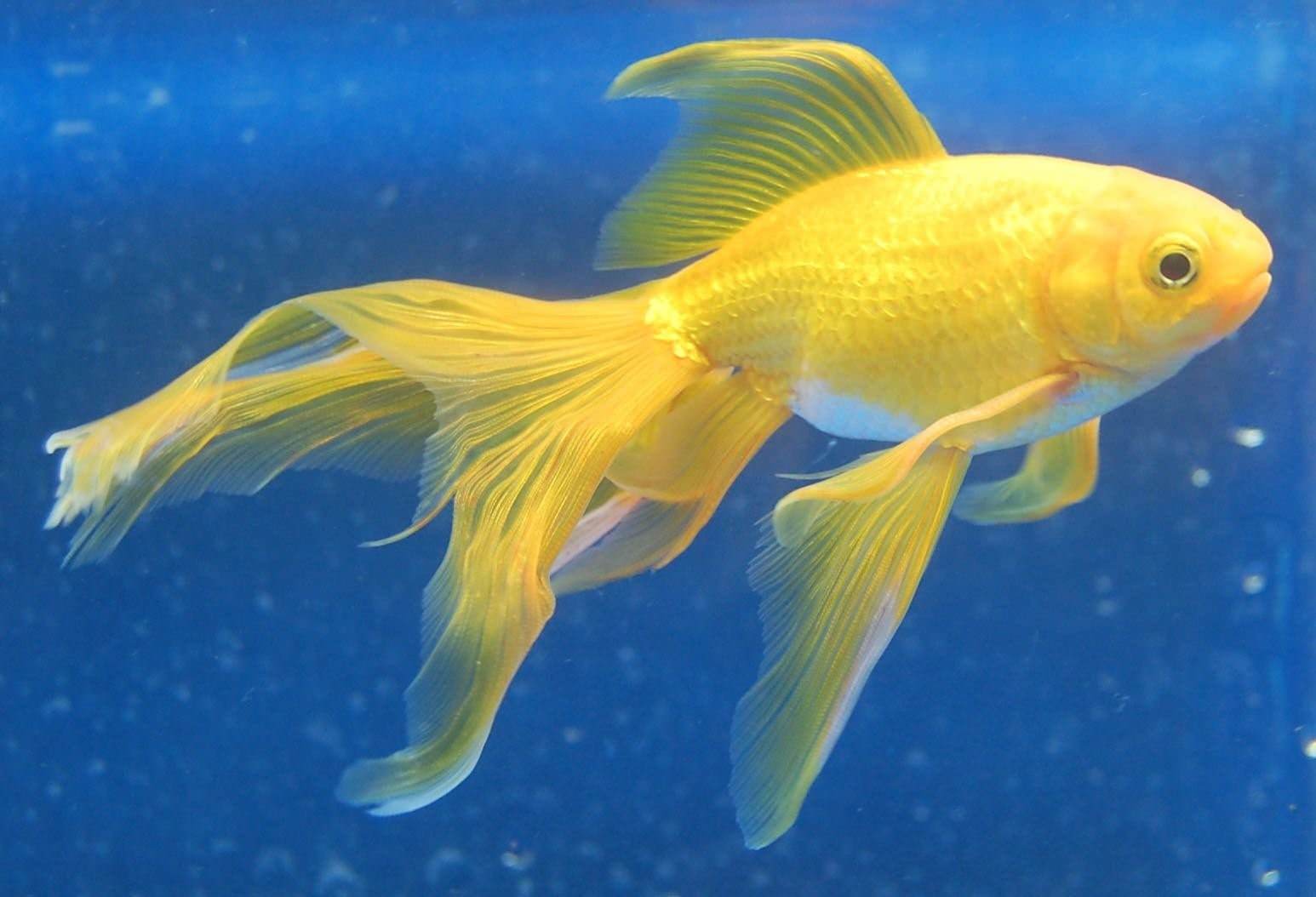 Аквариумная рыба золотая рыбка. Золотая рыбка вуалехвост. Рыбка Комета вуалехвост. Вуалехвост золотой. Вуалехвост ситцевый.