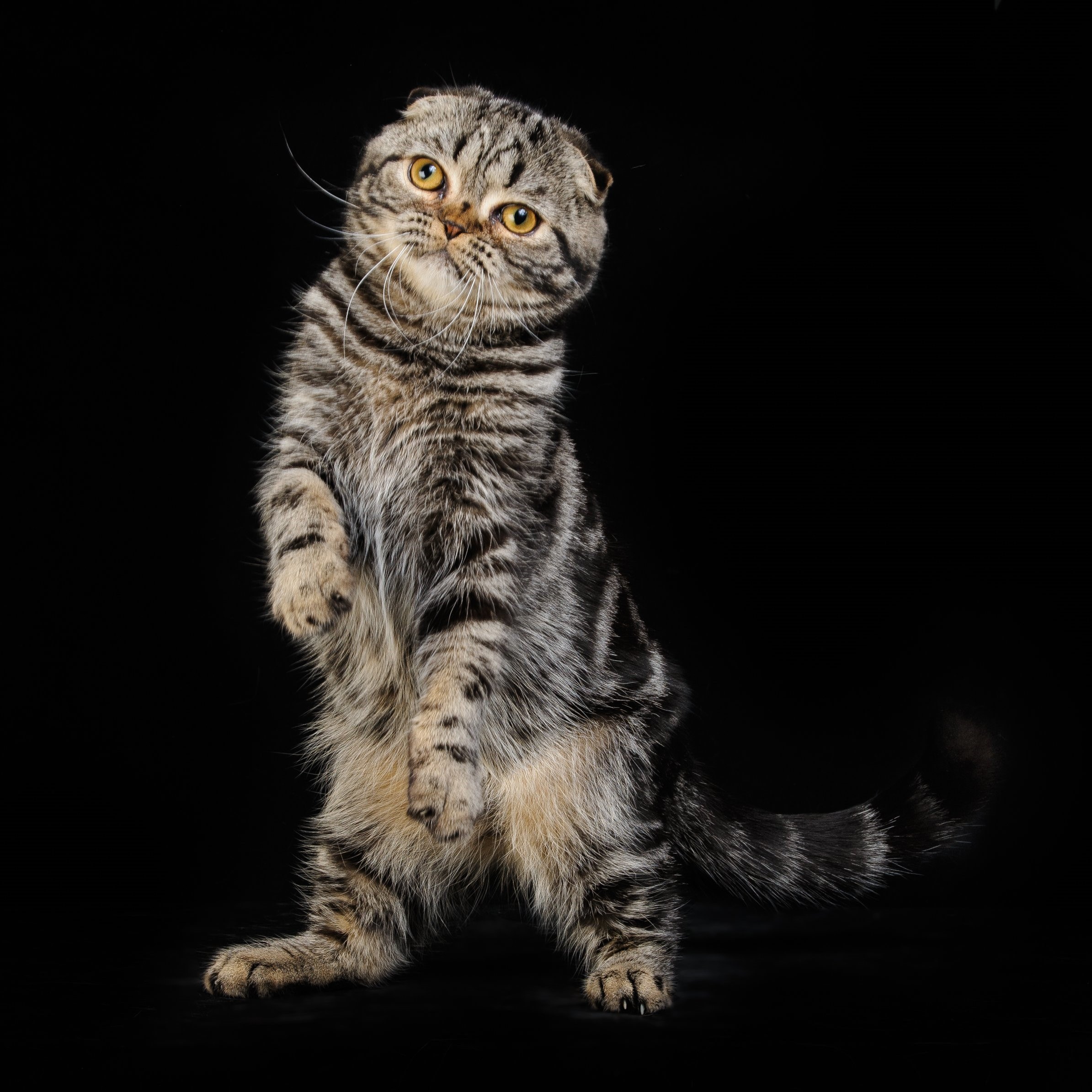 Мраморный окрас шотландских кошек фото и описание