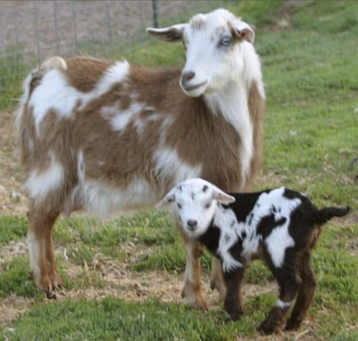 Породы коз молочных без запаха. Породы дойных коз. Калахари козы. Породы коз молочных. Коза молочная.