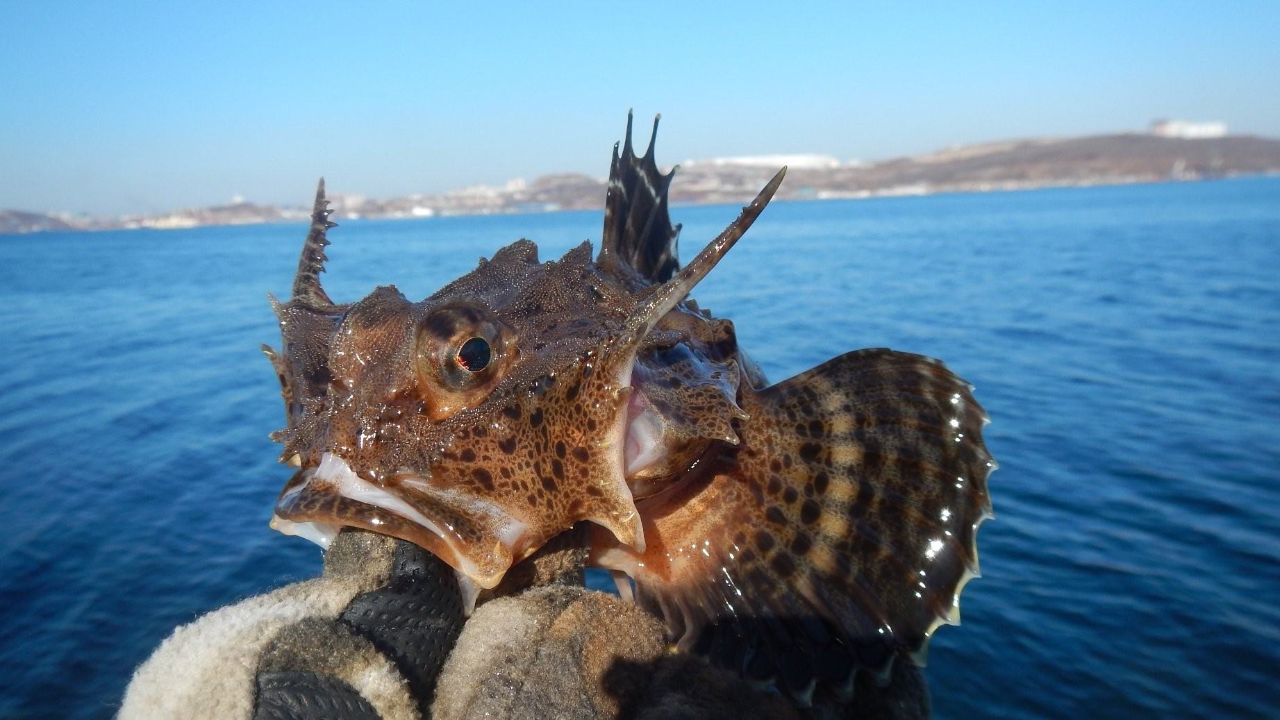 Черноморский бычок рыба фото