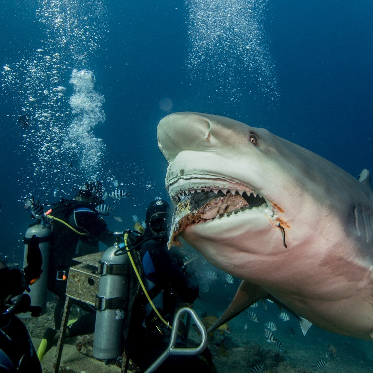 Самая опасная акула в мире фото