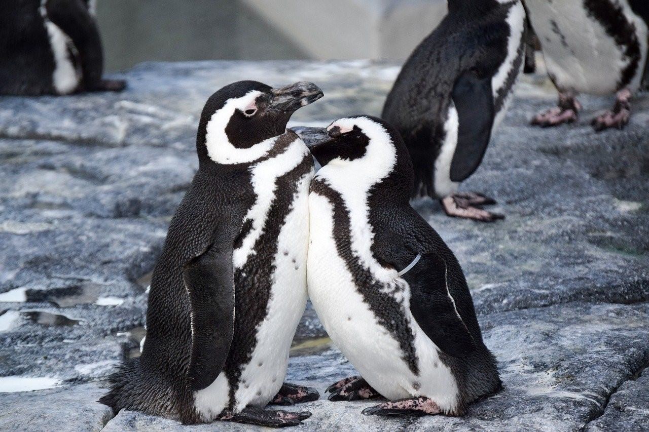 Где есть пингвины. Пингвин Aptenodytes Demersa. Пингвины в Антарктиде. Зубы пингвина. Красивый Пингвин.