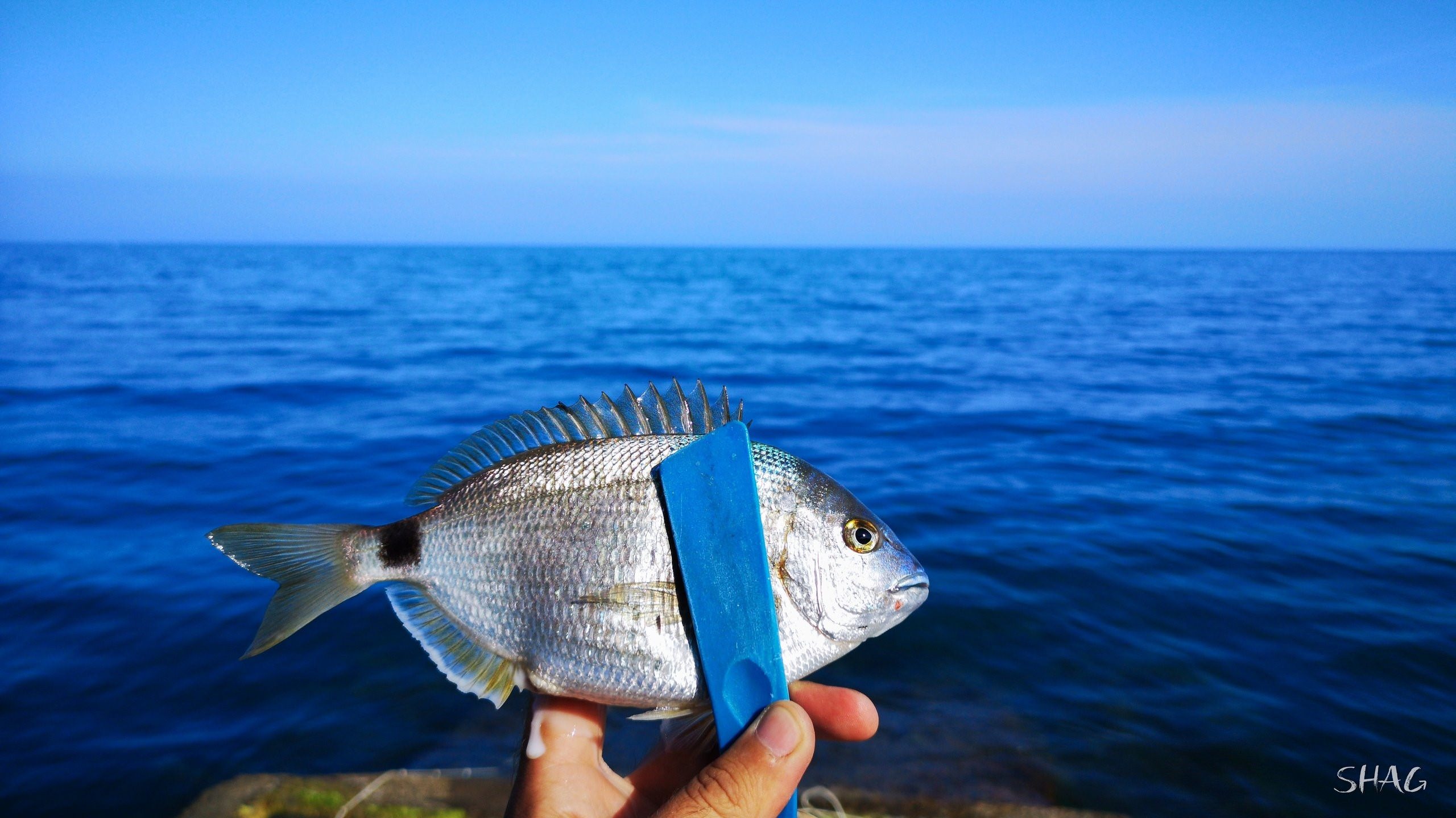 Морской карась фото черное море