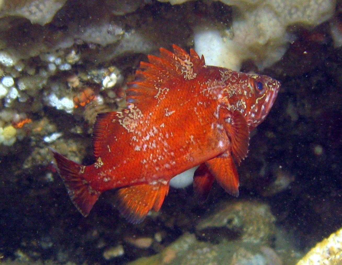 Фото морского окуня красного с головой