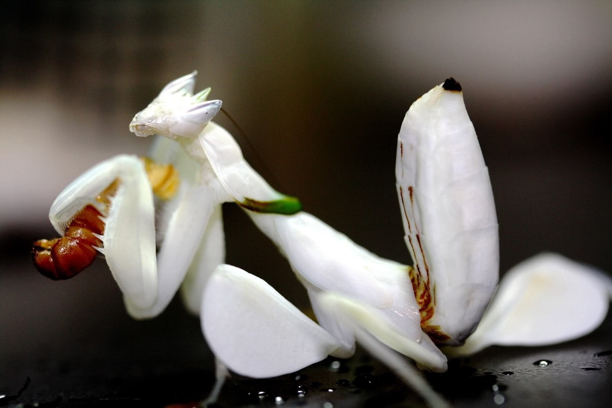Цветок богомол. Орхидейный богомол (Hymenopus coronatus). Богомол орхидейный белый. Орхидея Мантис. Орхидейный богомол маскировка.