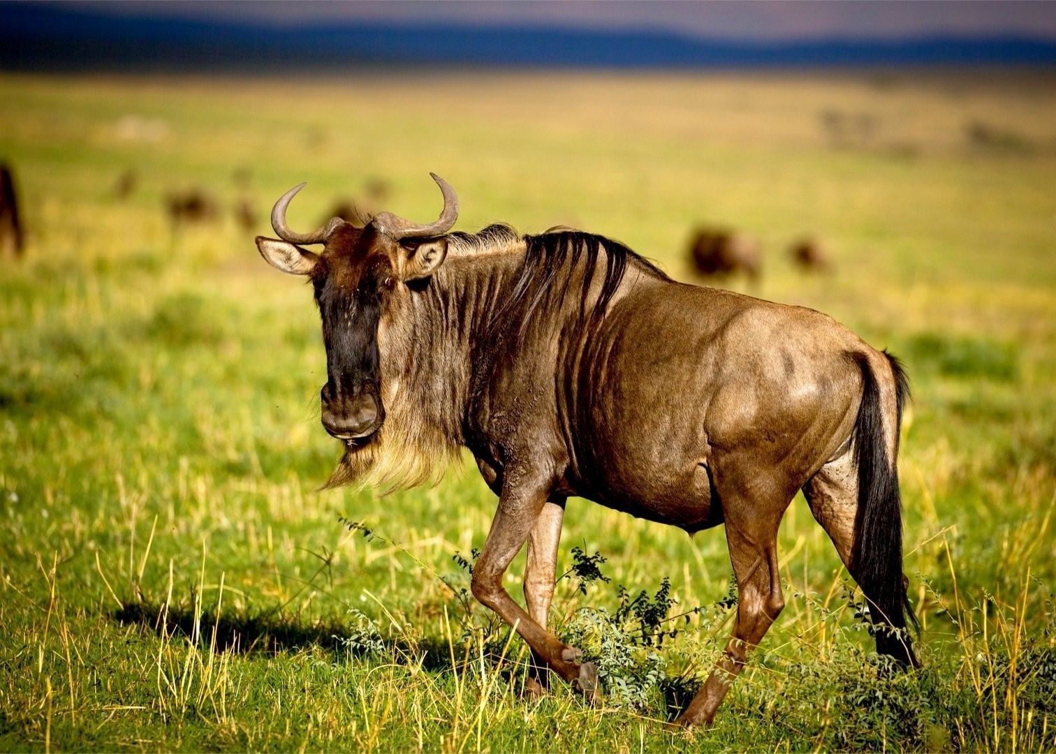 Большой гну. Антилопа гну. Африканская антилопа Гни. Животные Африки антилопа гну. Антилопа гну в саванне.