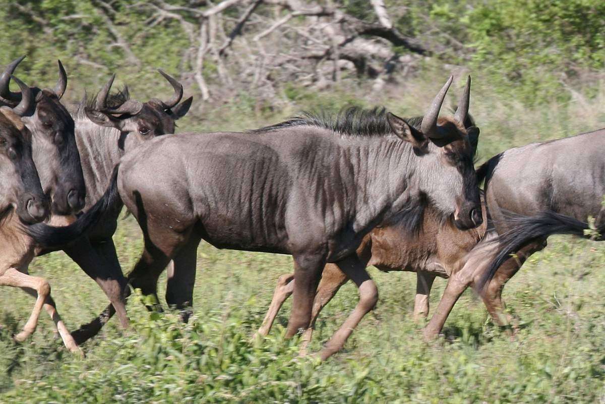Значение гну. Голубая антилопа гну. Стадо антилоп гну. Антилопа гну ареал обитания. Детеныш антилопы гну.