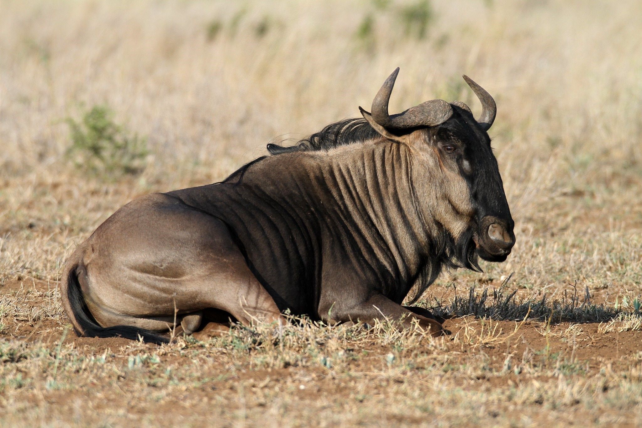 Большой гну. Антилопа гну. Голубая антилопа гну. Антилопа гну самец. Национальный парк Крюгер антилопы гну.