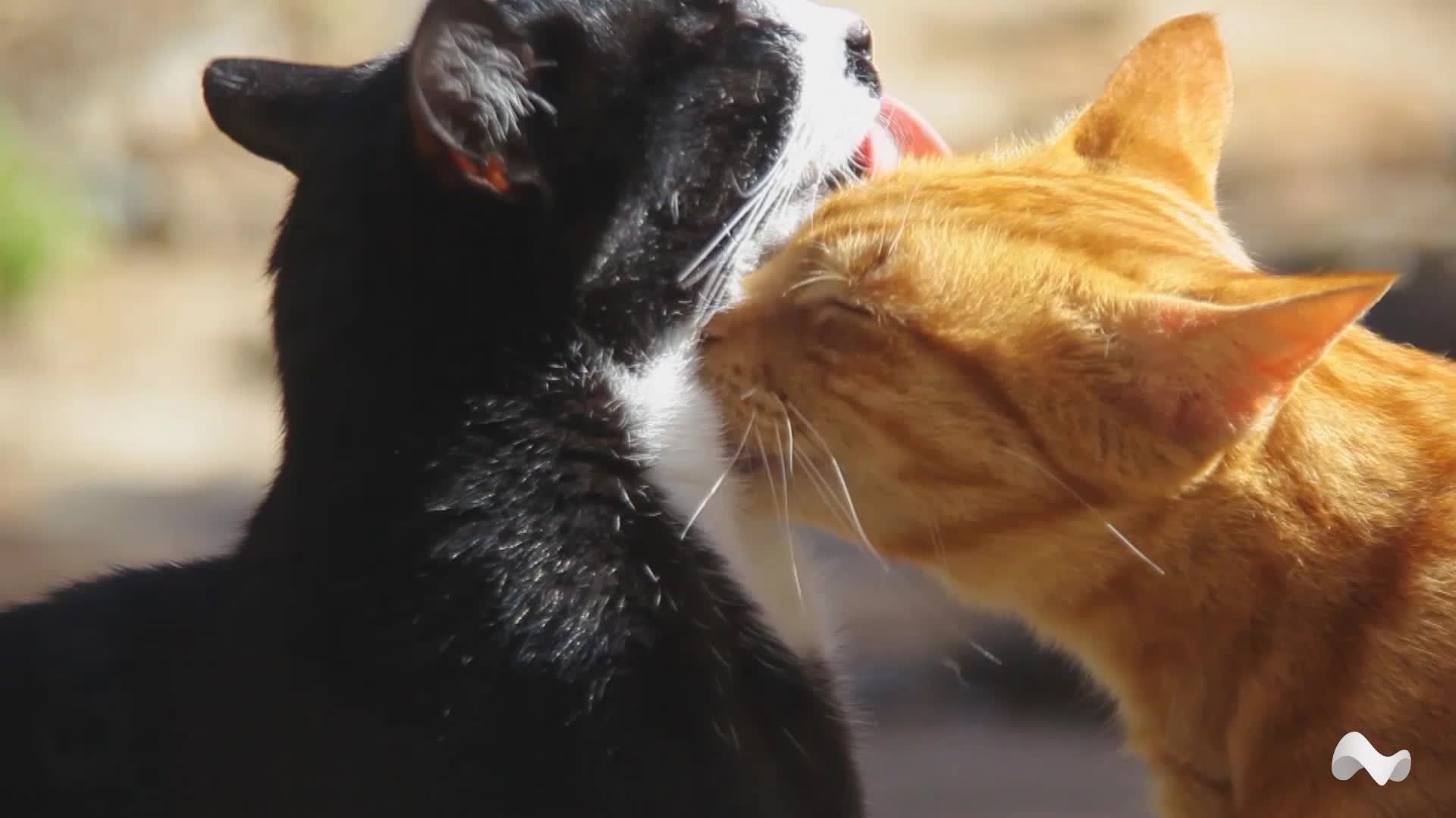 фото черных и рыжих котов