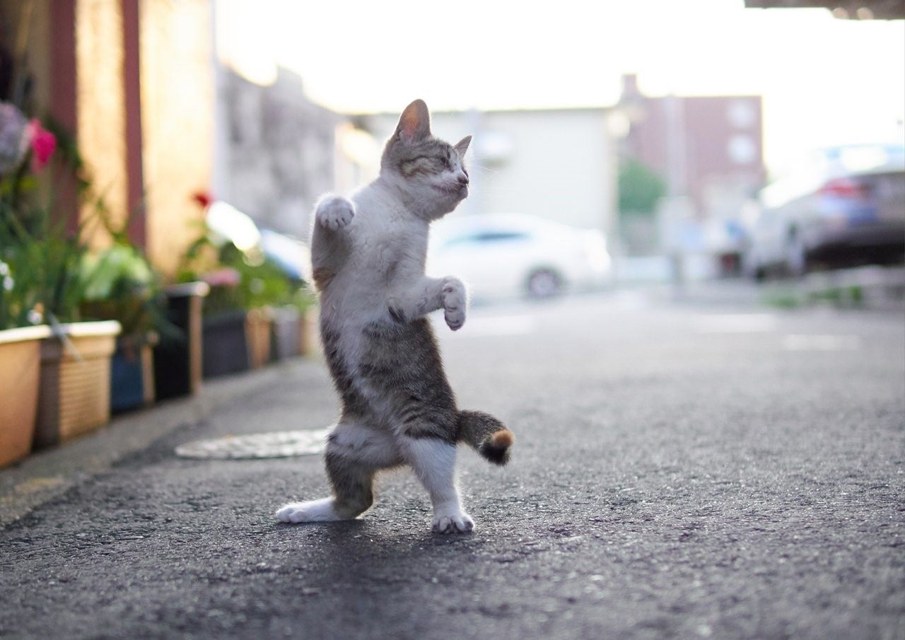 картинки танцующего кота