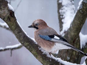 Лесные птицы Южного Урала