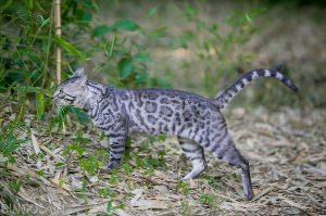 Бенгальский котенок серый