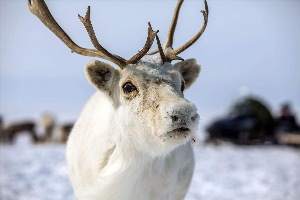 Белый северный олень