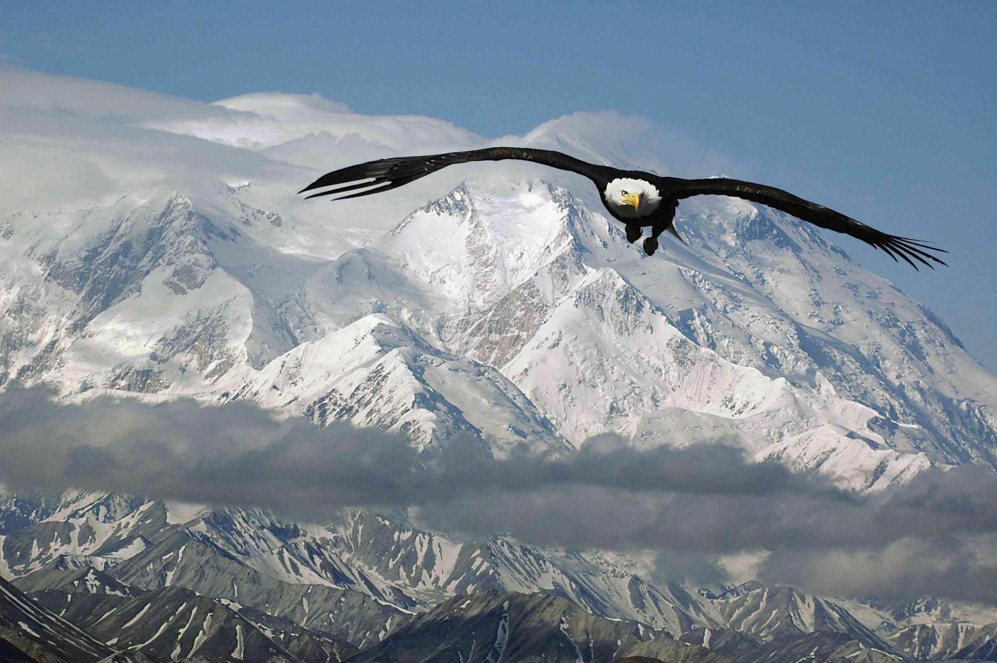 Птицы летающие на высоте. Белоголовый Орлан в горах. Орел в горах Дагестана. Белоголовый Беркут Дагестан. Эльбрус и Орел.