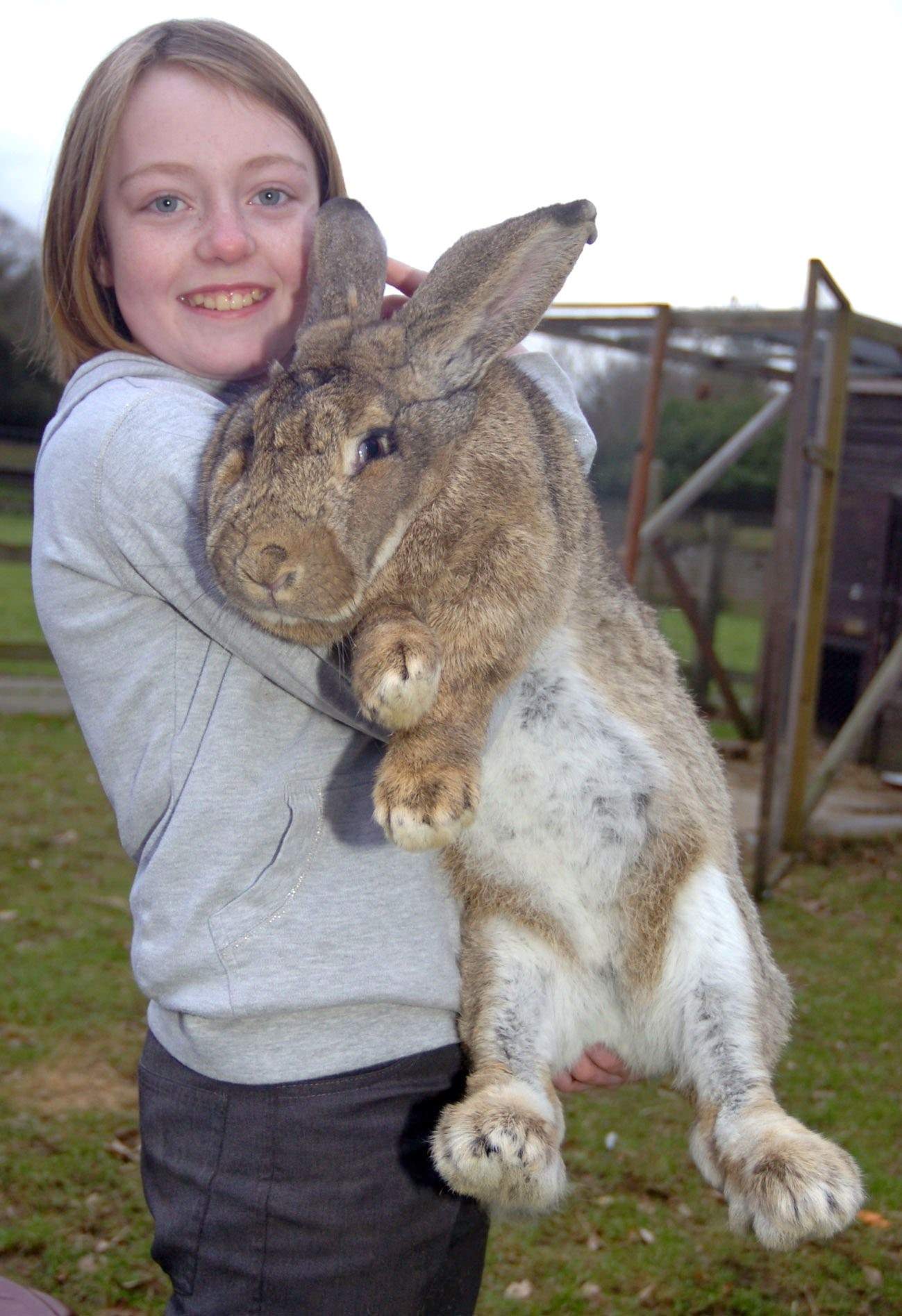 Какие самые большие кролики породы с фото