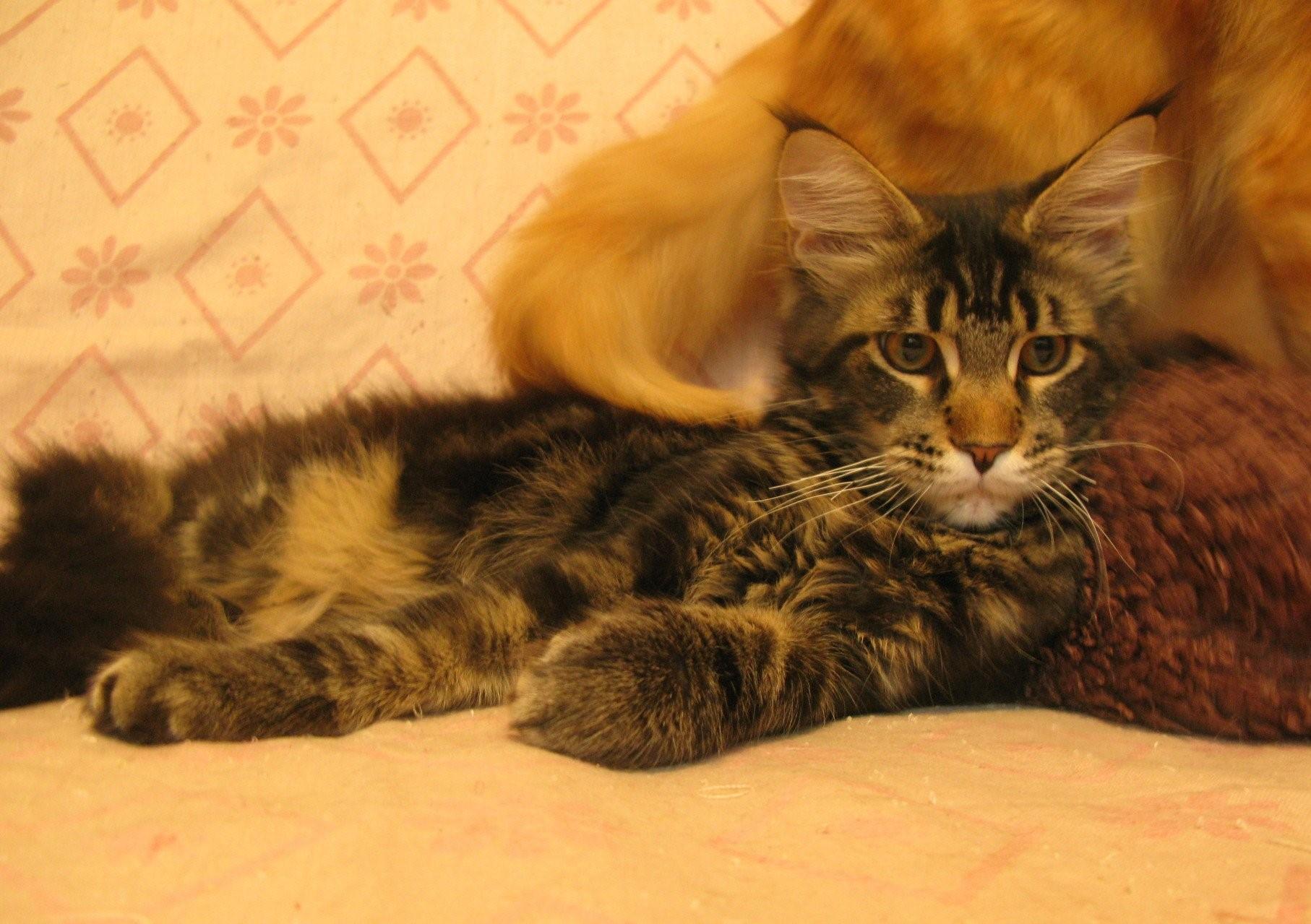 Метис мейн куна и обычной кошки фото
