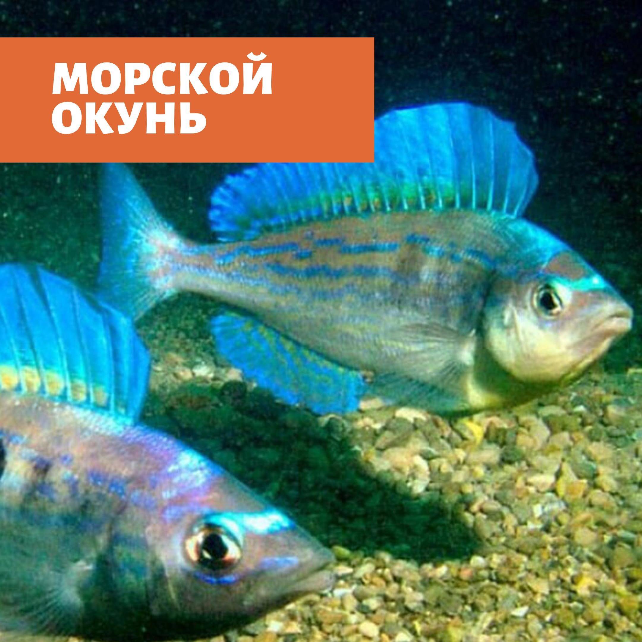 рыба кукушка в черном море
