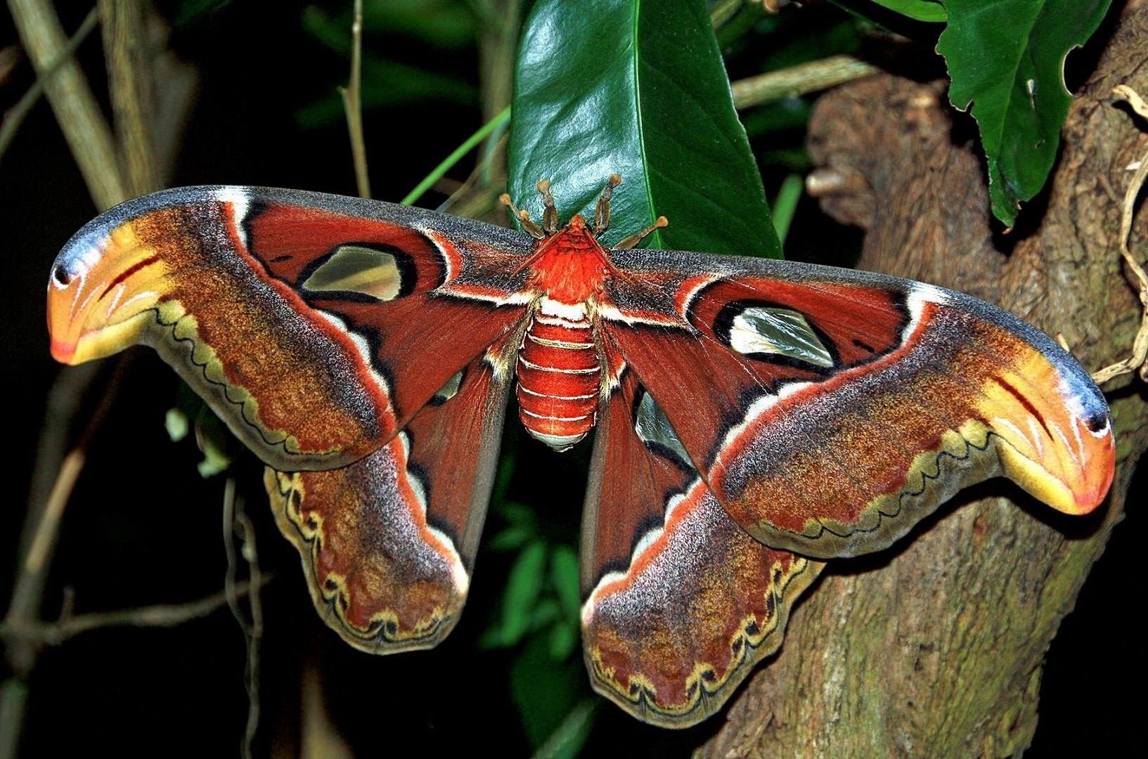 Как выглядит большая бабочка. Павлиноглазка атлас Attacus Atlas. Бабочка Павлиноглазка атлас. Аттакус атлас бабочка. Сатурния – Павлиноглазка Геркулес.