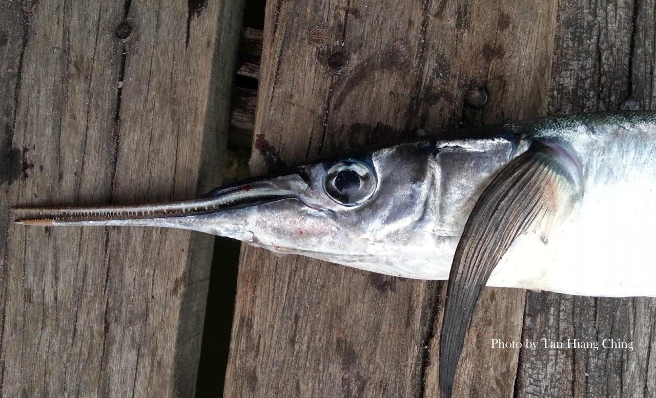 Рыба с длинным носом фото