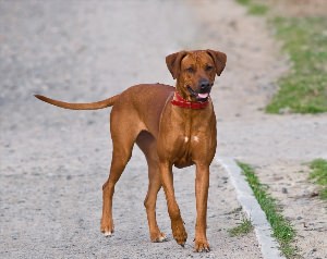 Породы собак больших гладкошерстных