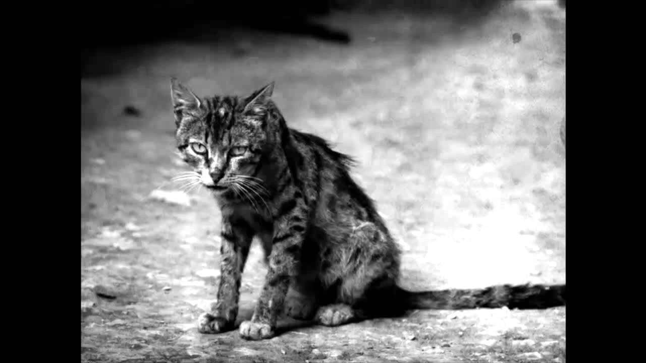 Это был просто уродливый кот микротема 2. Мазунин уродливый кот. Из бумаги объём уродливый кот.