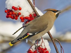 Птицы зимующие в тверской области