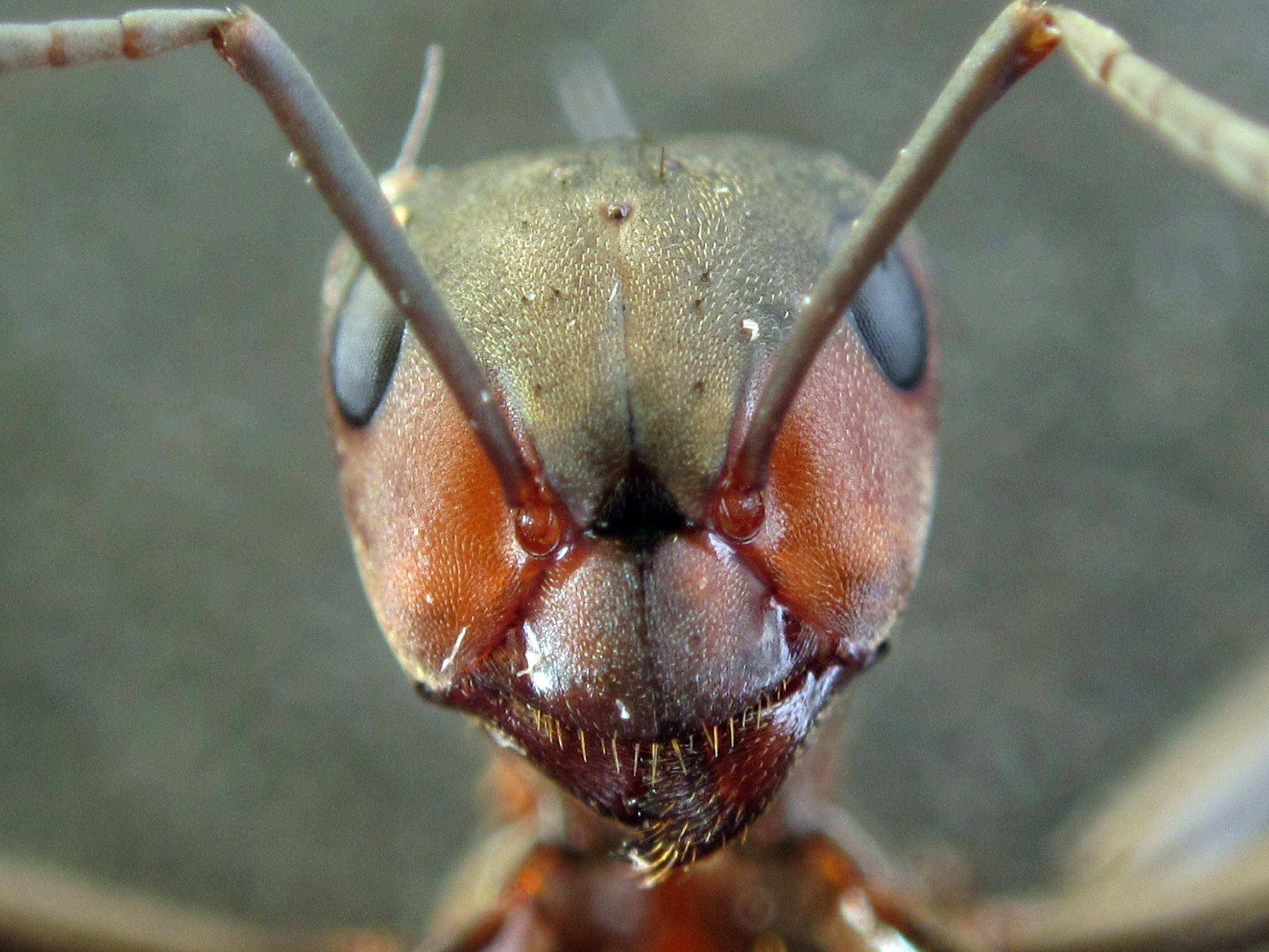 Фото головы муравья под микроскопом