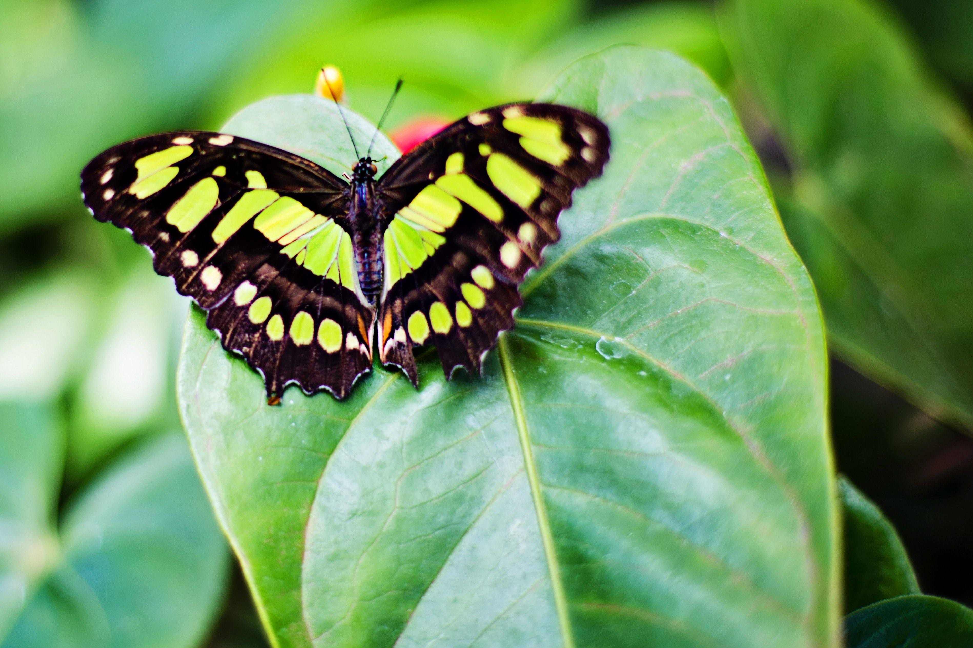 Черно зеленая бабочка. Малахитовая бабочка. Зеленая бабочка. Бабочки картинки. Салатовая бабочка.