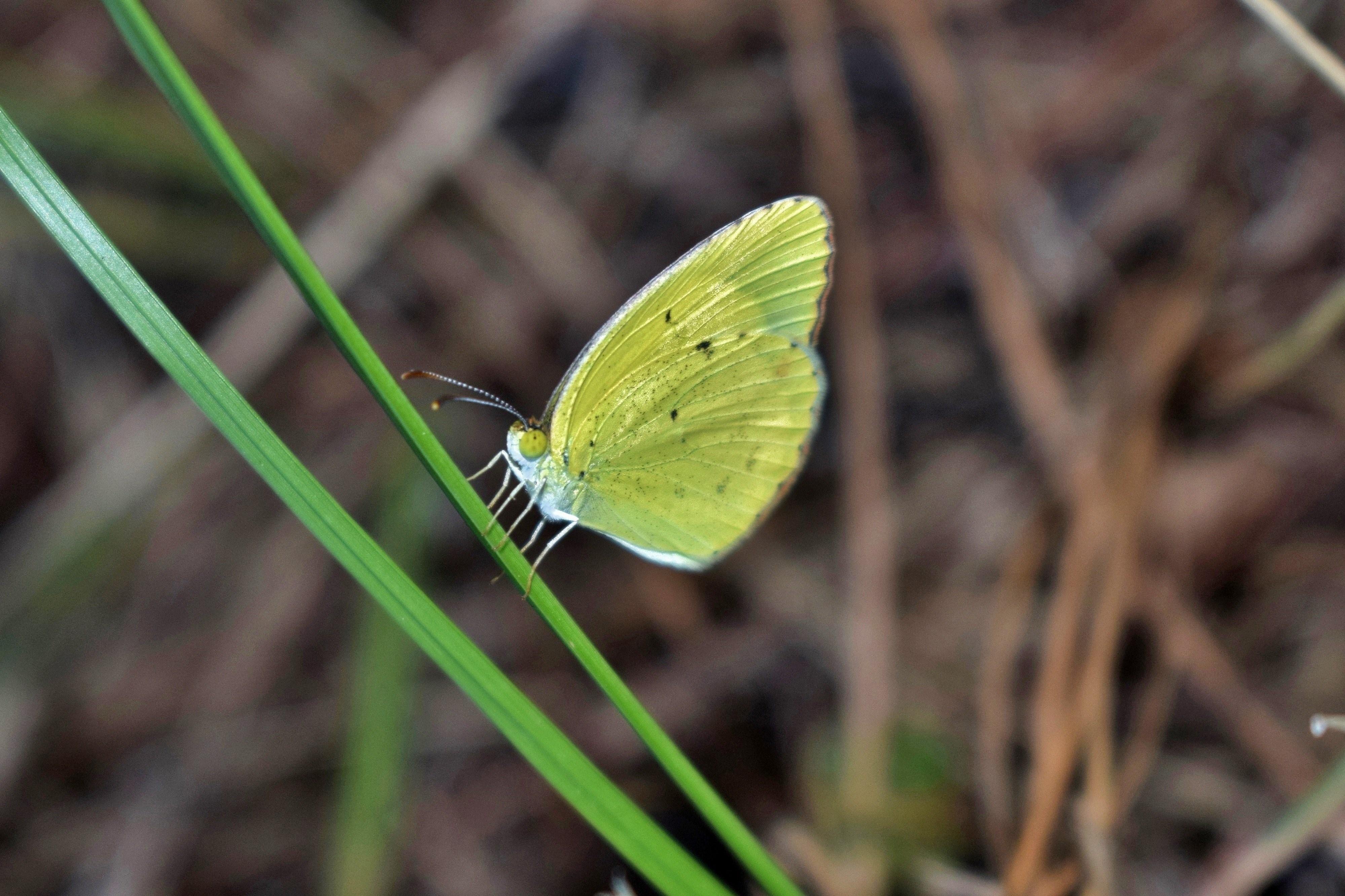 Желто зеленая бабочка. Ацетозея бабочка. Зеленая бабочка. Жёлтая бабочка. Маленькая бабочка.
