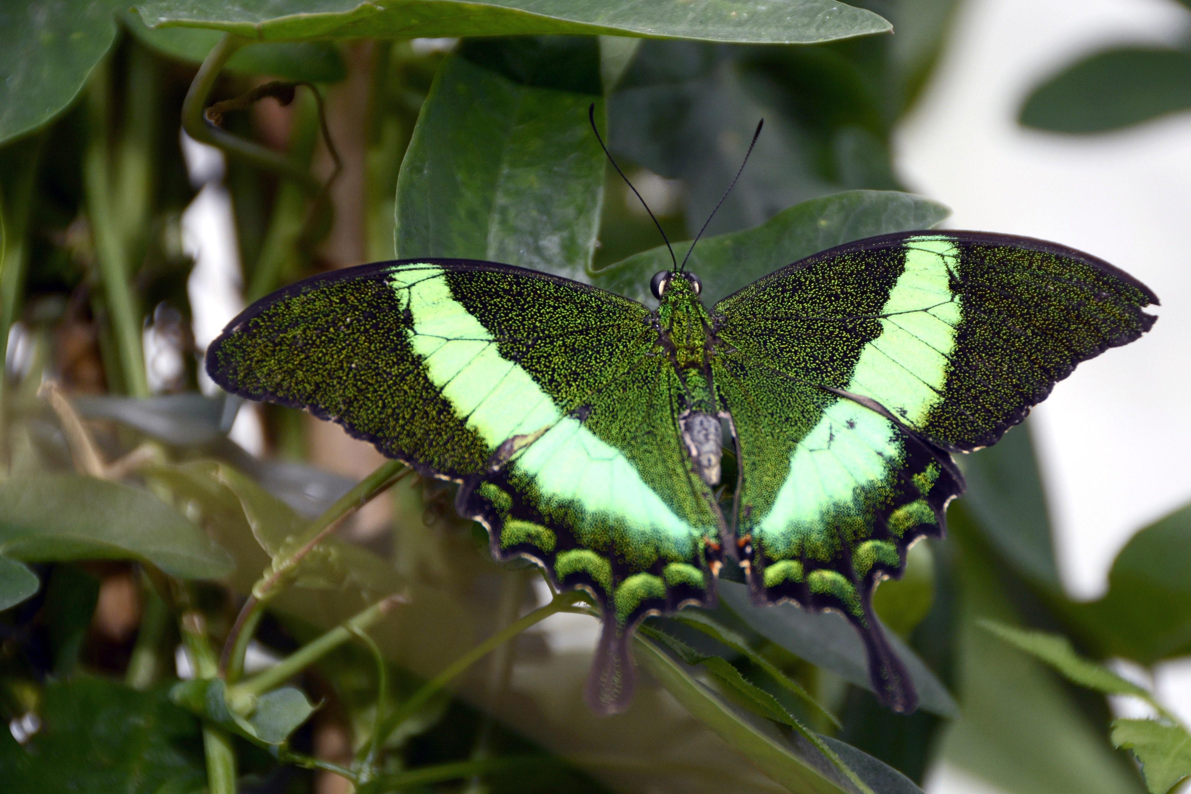 Цветок бабочка зеленый. Бабочка парусник Коцебу. Изумрудная бабочка. Зеленая бабочка. Крылья бабочки зеленые.