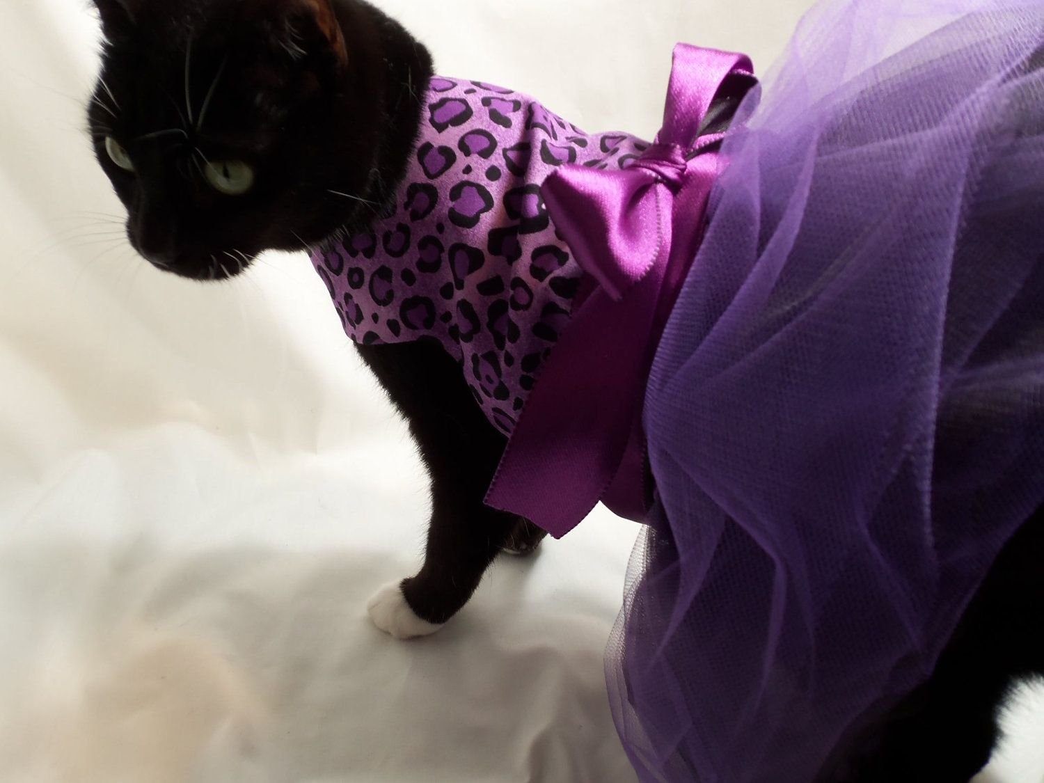Кошечка в платье. Кошка в платье. Красивая одежда для кошек. Красивое платье для кошкипип. Нарядные платья для кошек.