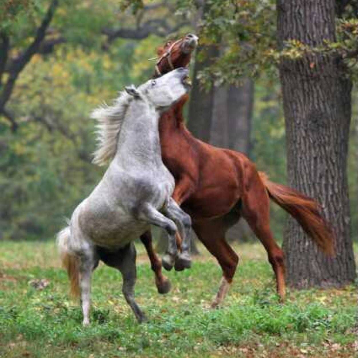 Несколько лошадок. Влюбленные лошади. Две лошади. Красивые лошади. Красивая пара лошадей.