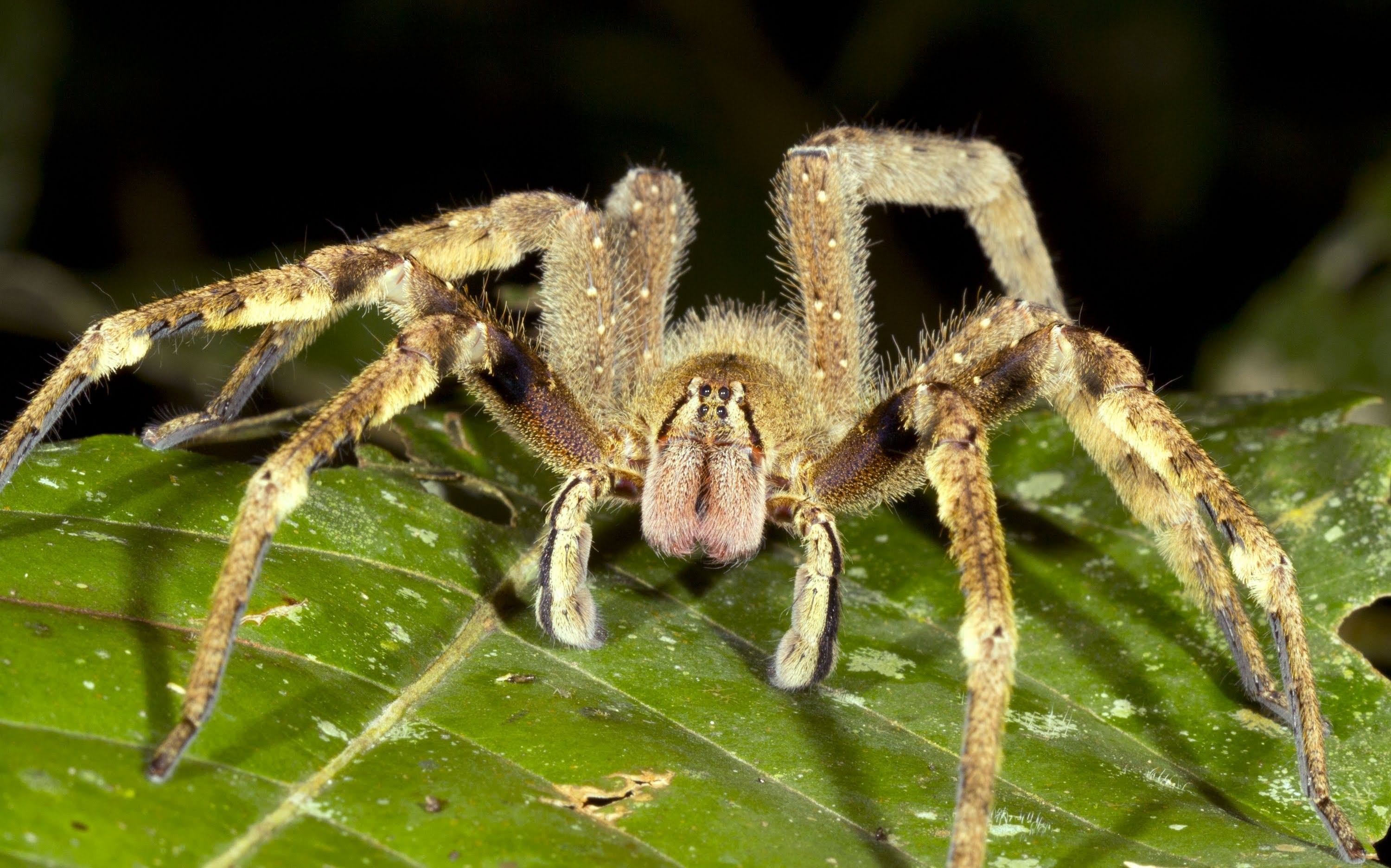 Бразильский Странствующий паук размер