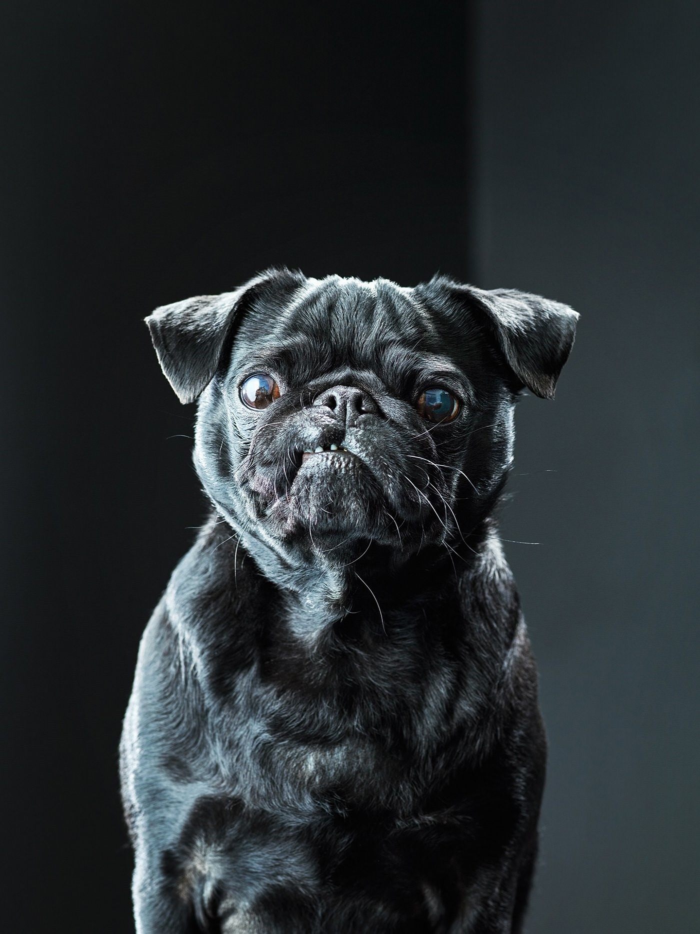 Мопс черный щенок фото