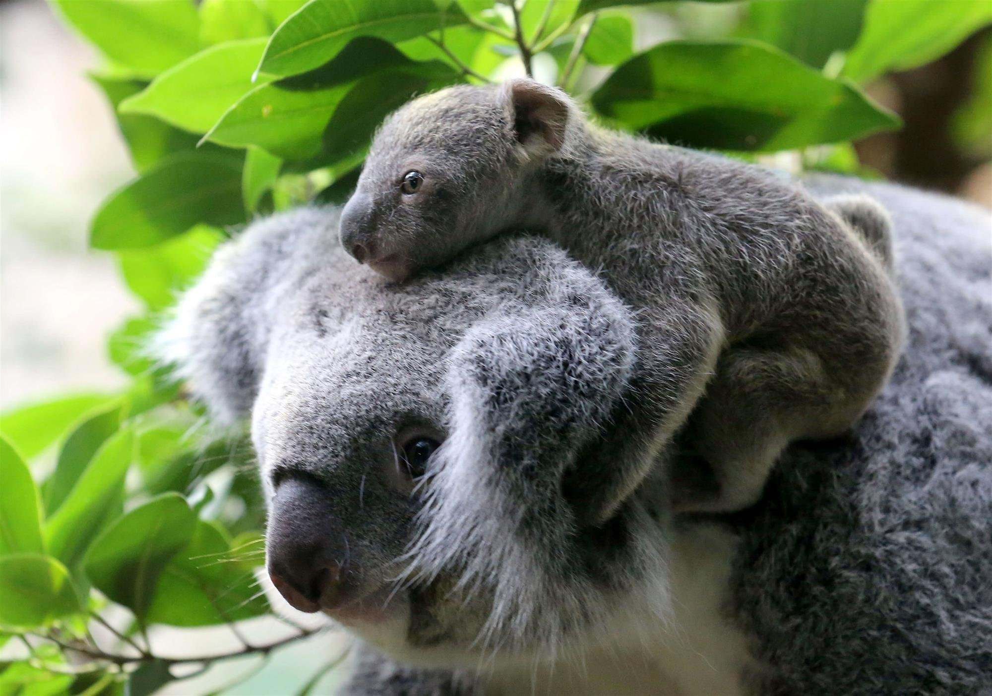 Семья коал фото