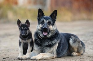 Западноевропейская овчарка