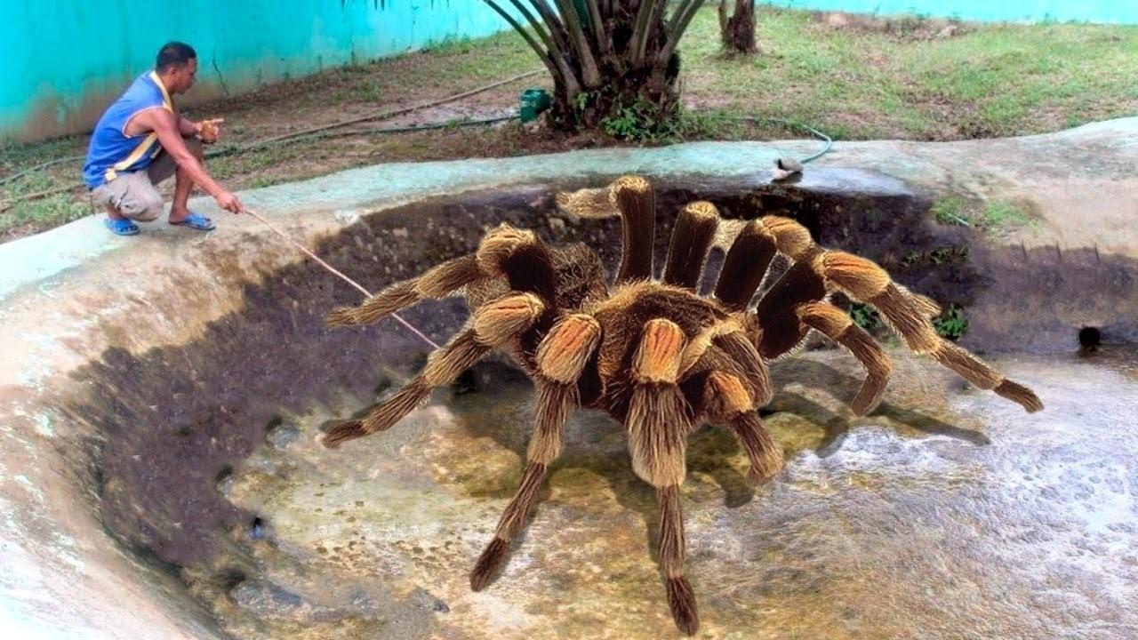 Самый большой паук в мире фото книга рекордов гиннесса живой